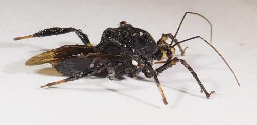 Notocyrtus gibbus